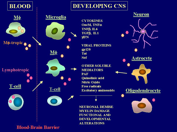 NeuroAIDS: HIV-1 Infection and the Developing CNS